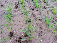 Vzcházející plevele v ozimé pšenici pro časně postemergentní aplikaci herbicidů