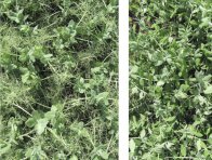 Správně založené a nezaplevelené porosty luskovin se vyznačují vysokou pokryvností půdy; vlevo je porost hrachu setého odrůdy Eso (typ semi-leafless), uprostřed hrách setý Protecta (listový typ) a vpravo je porost ozimé pšenice (31. 5. 2016, lokalita Stupice)