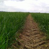 Slabý nárůst kořenů limituje výnos porostů pšenice