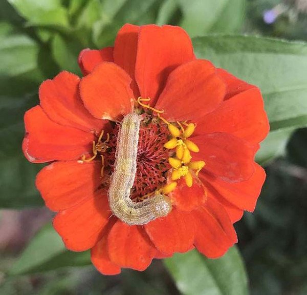 Housenka motýla Chloridea virescens v květu cínie