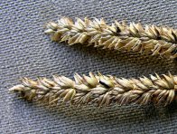 Mazlavá snětivost pšenice