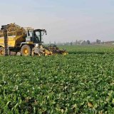 Progresivní technologie eliminující zhutňování půdy při pěstování cukrové řepy