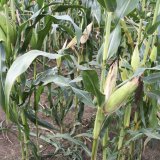 Vliv hybridu a výsevku na výnos silážní kukuřice
