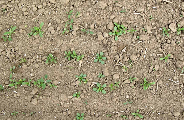 Pro aplikaci herbicidů je minimální růstová fáze máku 6. list máku