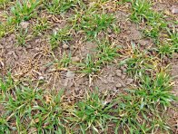 Paluška travní - tyfulová plísňovitost obilnin se může podílet na vyzimování ozimého ječmene