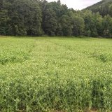 Nové poznatky o možnostech pěstování luskovino-obilních směsek v ekologickém zemědělství