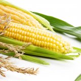 Caussade novinky kukuřičných hybridů pro rok 2021