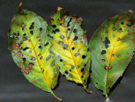 Dírkovitost listů peckovin na listech třešně