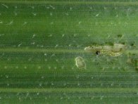 Vylíhlá housenka zavíječe kukuřičného a její žír na listě