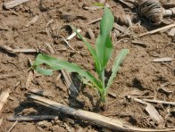 Rastlina kukurice poškodená dlhánikom kukuričným