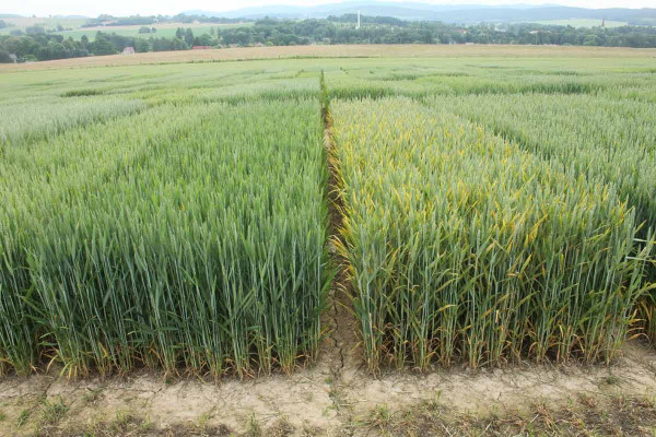 Obr. 3: Žlutá rzivost pšenice - rozdíl v odolnosti odrůd
