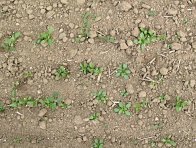 Pro aplikaci herbicidů je minimální růstová fáze máku 6. list máku