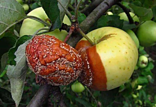 Moniliniová hniloba - jablko