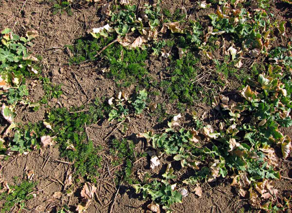 Plevele v porostu řepky na jaře lze odstranit