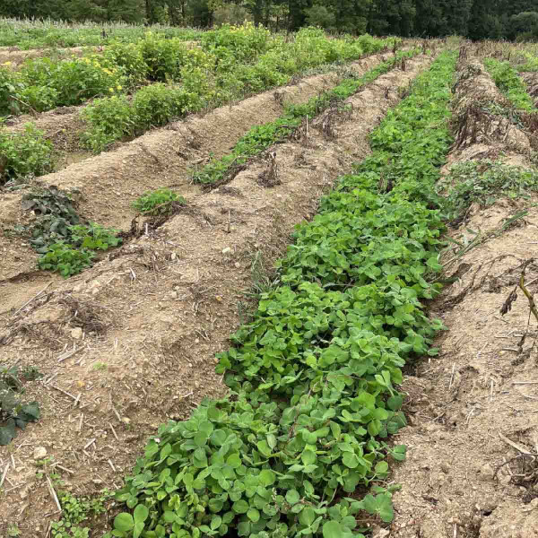 Obr. 7: Stav pozemku s porostem brambor dne 11. 9. 2022 po přirozeném ukončení vegetace a přisetou pomocnou plodinou během vegetace