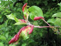 Poškození listů jabloně mšicí jitrocelovou