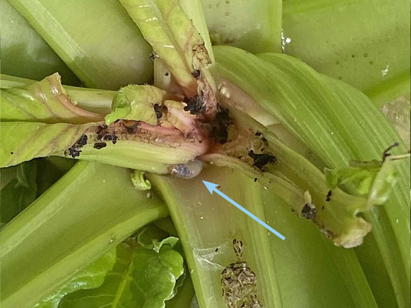 Housenka a příznaky žíru na listech - pokud řepa roste, poškození  je nevýznamné