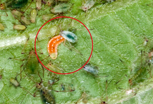 Larva A. aphidimyza požírající mšici