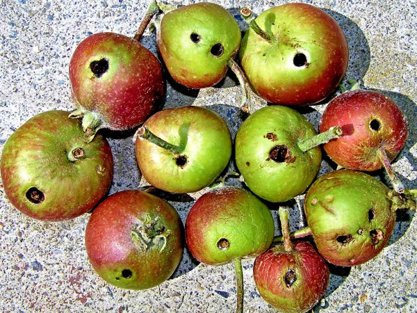 Opad plodů po poškození pilatkou jablečnou