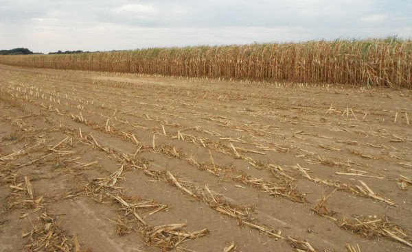 Zaoranie pozberových zvyškov kukurice prináša do pôdy priemerne 39 kg N, 3 kg P a 19 kg K/ha, ale v prípade zaorania do pôdy aj kôrovia sa toto množstvo zvýši na 127 kg N, 17 kg P a 131 kg K/ha pôdy