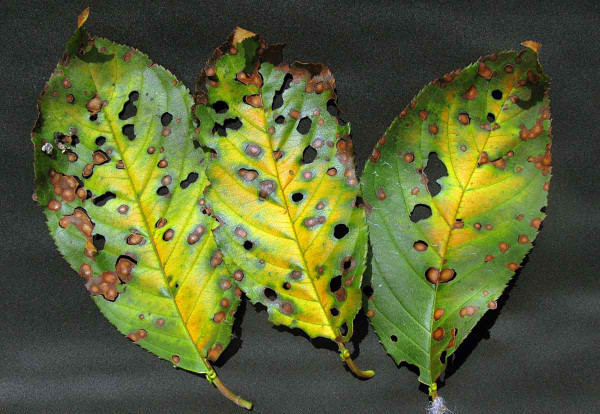 Dírkovitost listů peckovin na listech třešně