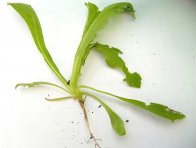 Obr. 4: Žír brouků na řapíku listu máku