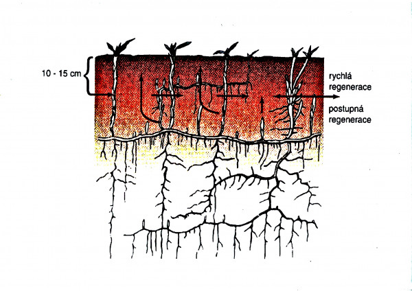Obr. 2: Při mechanickém poškození horní části kořenového systému pcháče rolního se postupně probouzejí pupeny v hlubších vrstvách