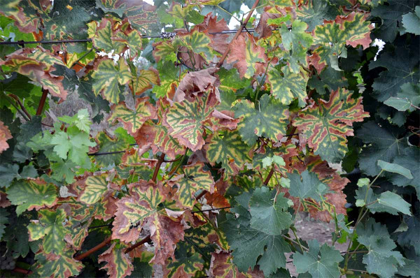 Chřadnutí a odumírání révy - příznaky na listech bílé odrůdy (tygrovitost)