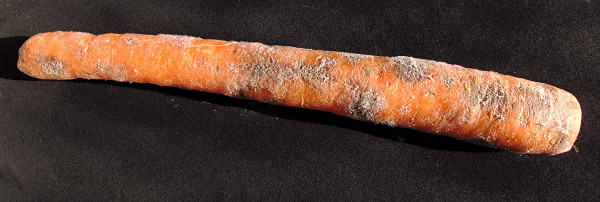 Příznaky poškození pochmurnatkou mrkvovou
