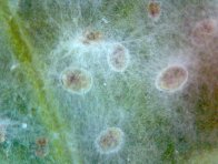 Napadení puparií molice vlaštovičníkové houbou Lecanicillium muscarium