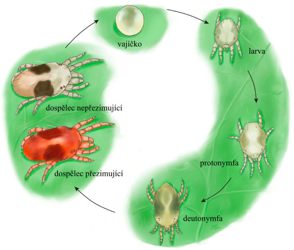 Životní cyklus svilušky (Biobest)