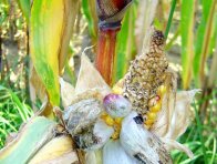 Obecná snětivost kukuřice 