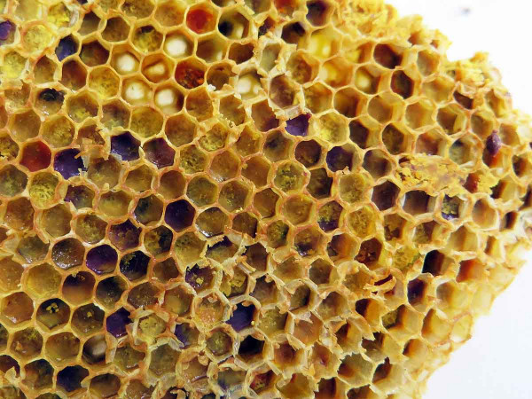 Plást připravený k odběru vzorků pylu a medu
