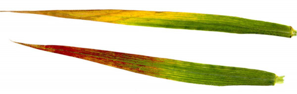 Virová zakrslost pšenice - příznaky na listu