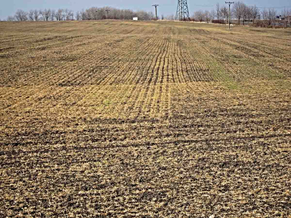 Porost pšenice silně poškozený mrazem