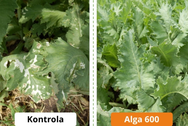 Obr. 2: Poškození po použití herbicidů u máku účinně tlumí Alga 600