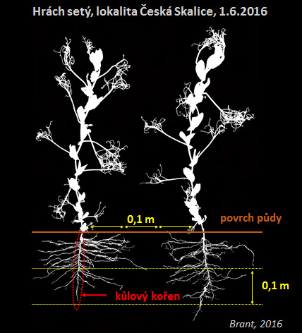 Obr. 2: Rozložení kořenového systému hrachu setého v orničním profilu; obrázek znázorňuje umístění kůlového kořene a primárních bočních kořenů dne 1. 6. 2016 (lokalita Česká Skalice)
