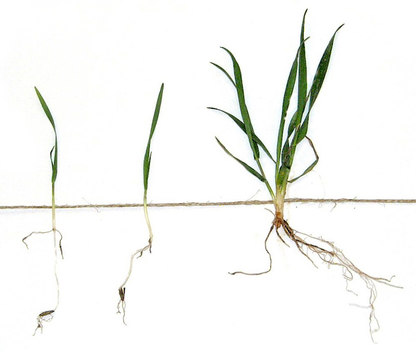 Obr. 1: Vzchází-li klíčící obilky jarního ječmene z větších hloubek, vytvářejí prodlužovací článek (vlevo); vpravo je rostlina vzešlá z optimální hloubky; obilky zaseté hlouběji než 10 cm zpravidla brzo zaniknou