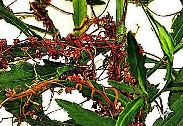 Obr. 2 : Kokotice evropská se často vyskytuje v rostlinných společenstvech v okolí orné půdy a je zdrojem dlouhověkých semen pro široké okolí