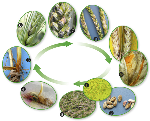 Schéma: Vývojový cyklus hub rodu Fusarium na obilninách