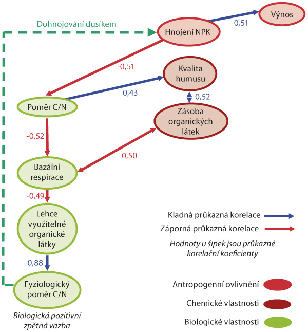Schéma: Pozitivní zpětnovazebný systém mezi hnojením dusíkem a biologickou aktivitou černozemí (Pokorný a kol, 2012)