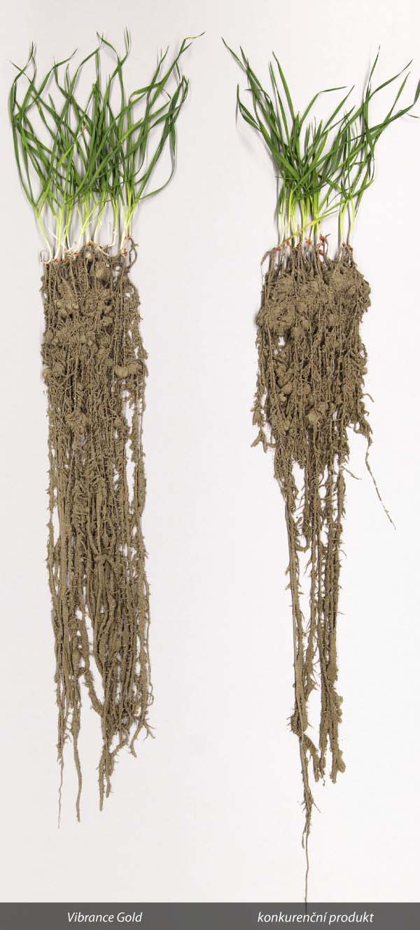 Obr. 1: Bohatý kořenový systém pomáhá rostlinám lépe odolávat stresu