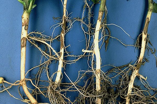 kořenomorka - poškození rhizomů  (foto Jaroslav Rod)