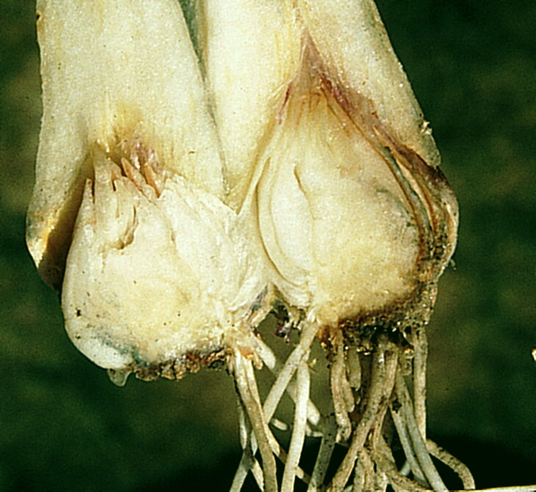 háďátko zhoubné - poškození cibule česneku (foto Jaroslav Rod)