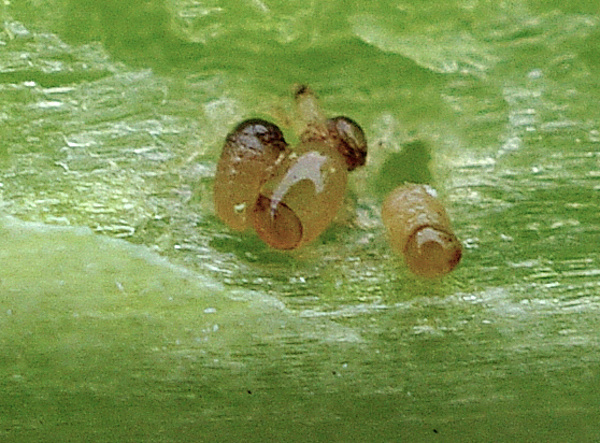 Vylíhlé malé larvy krytonosce čtyřzubého (foto©Josef Pozděna)