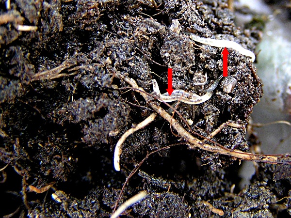 smutnice - larvy v půdě (foto Jaroslav Rod)