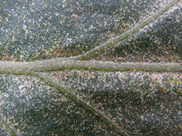 sviluška chmelová list lilku (foto Jaroslav Rod)