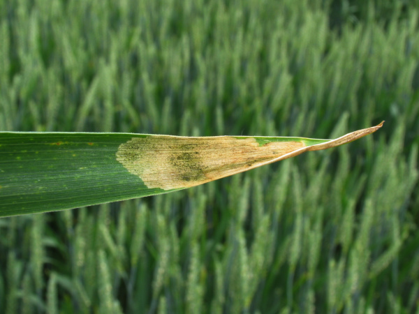 Poškození pšenice na vrcholové části listu (foto©Josef Pozděna)