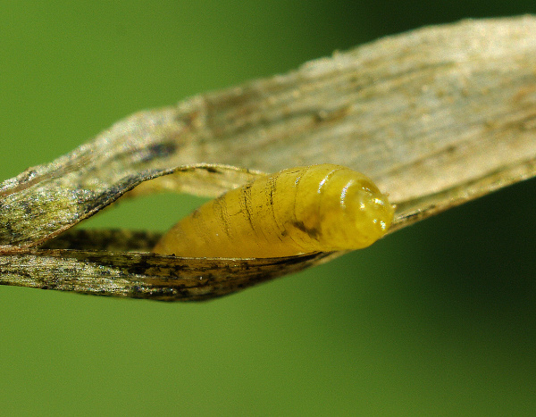 Larva vrtalky uvnitř miny (foto©Josef Pozděna)