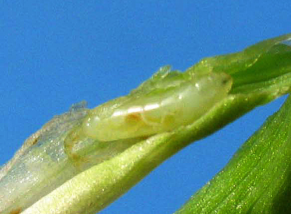 Larva zelenušky uvnitř napadené odnože (foto©Josef Pozděna)